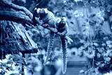 preview cold