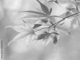 preview bw