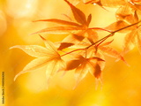 preview original