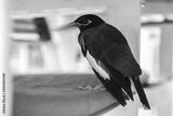 preview bw