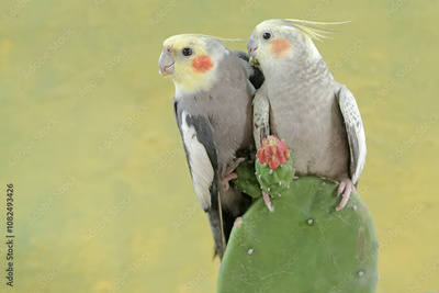 image to crop