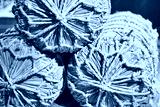 preview cold
