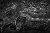 preview bw