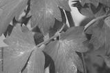 preview bw
