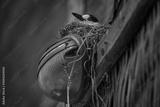 preview bw