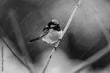 preview bw