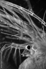 preview bw