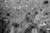 preview bw