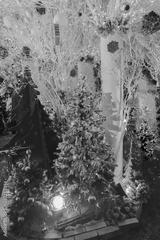 preview bw
