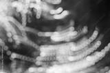 preview bw