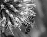 preview bw