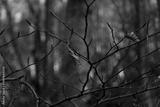 preview bw