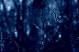 preview cold