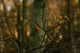 preview original
