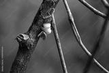 preview bw