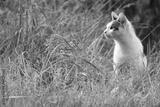 preview bw