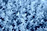 preview cold