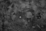 preview bw