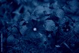 preview cold