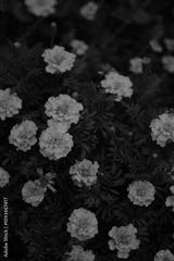 preview bw
