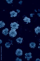 preview cold