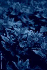 preview cold