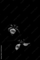 preview bw
