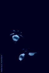 preview cold