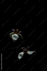 preview original