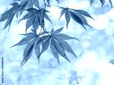 preview cold