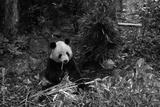 preview bw
