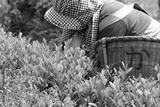 preview bw