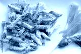 preview cold