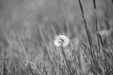preview bw