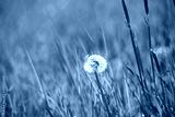 preview cold