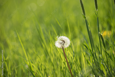 image to crop
