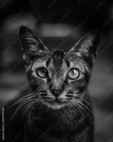 preview bw