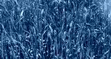 preview cold