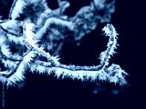 preview cold