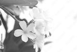 preview bw