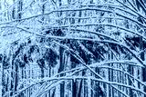 preview cold