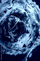 preview cold