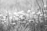 preview bw