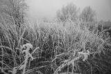 preview bw