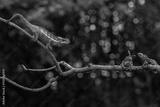preview bw