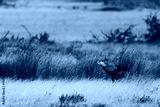 preview cold