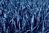 preview cold