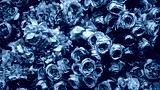 preview cold