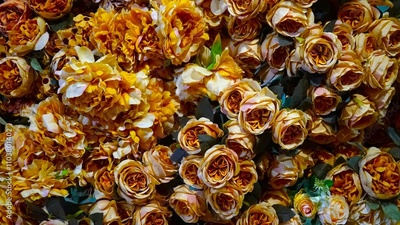 image to crop