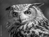 preview bw